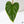 Philodendron Mamei Albo Variegated (wk36-K)