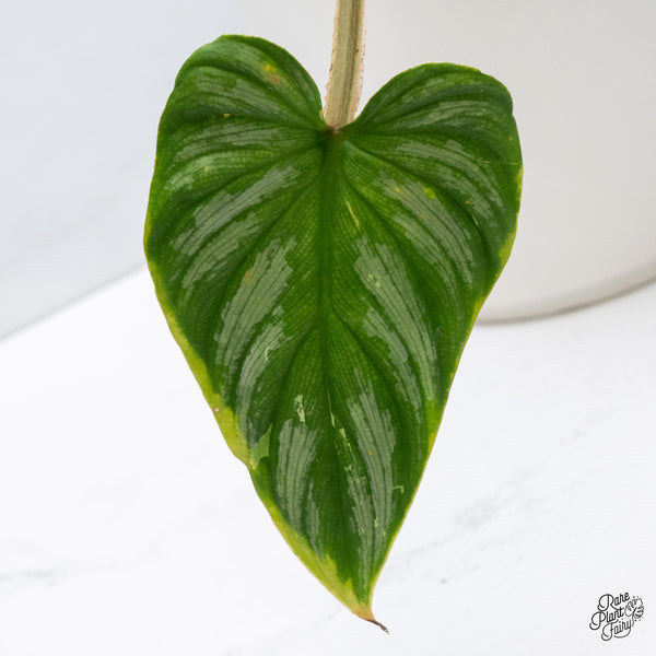 Philodendron Mamei Albo Variegated (wk36-K)