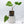 Philodendron Mamei Albo Variegated (wk36-K)