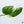 Philodendron Mamei Albo Variegated (wk36-K)