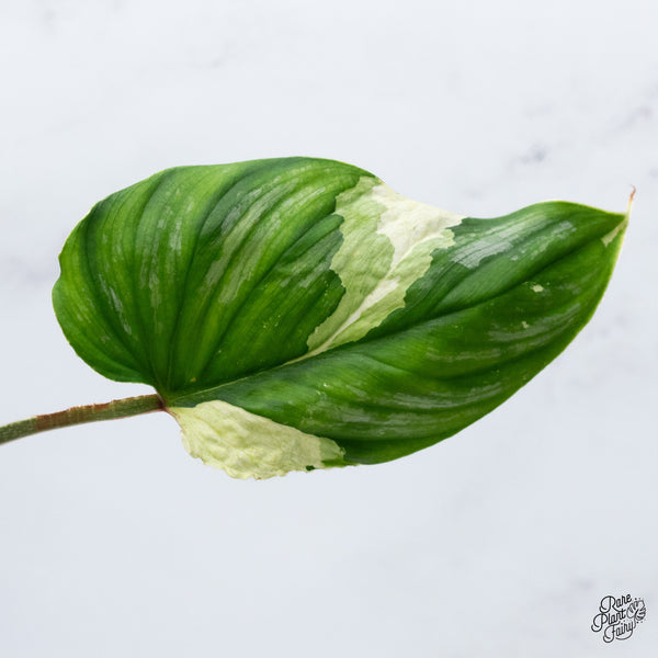 Philodendron Mamei Albo Variegated (wk36-K)