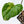 Philodendron Mamei Albo Variegated (wk36-K)