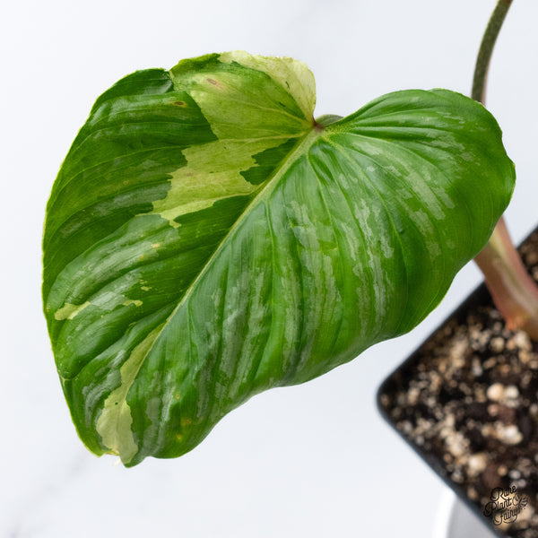 Philodendron Mamei Albo Variegated (wk36-K)