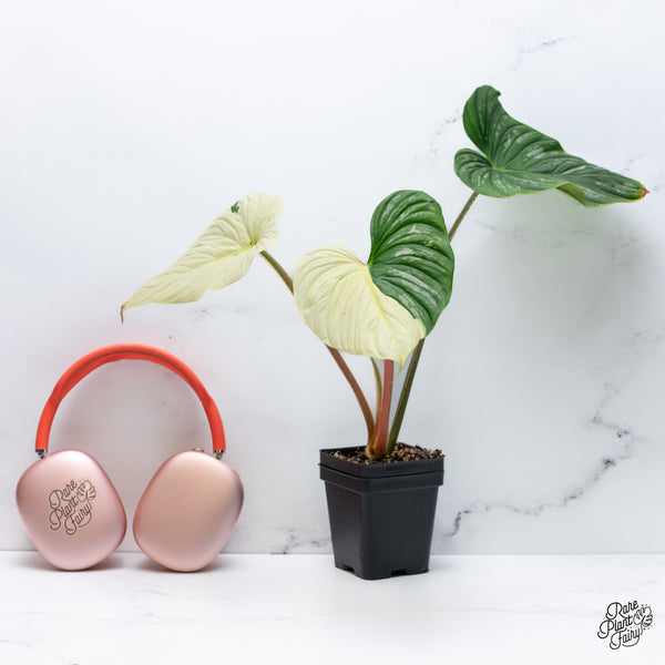 Philodendron Mamei Albo Variegated (wk36-L)