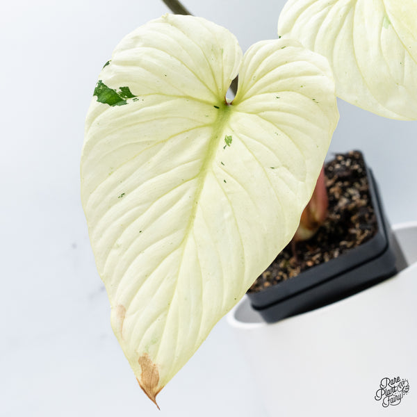 Philodendron Mamei Albo Variegated (wk36-L)