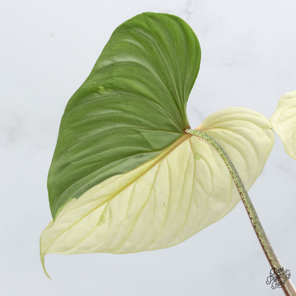 Philodendron Mamei Albo Variegated (wk36-L)