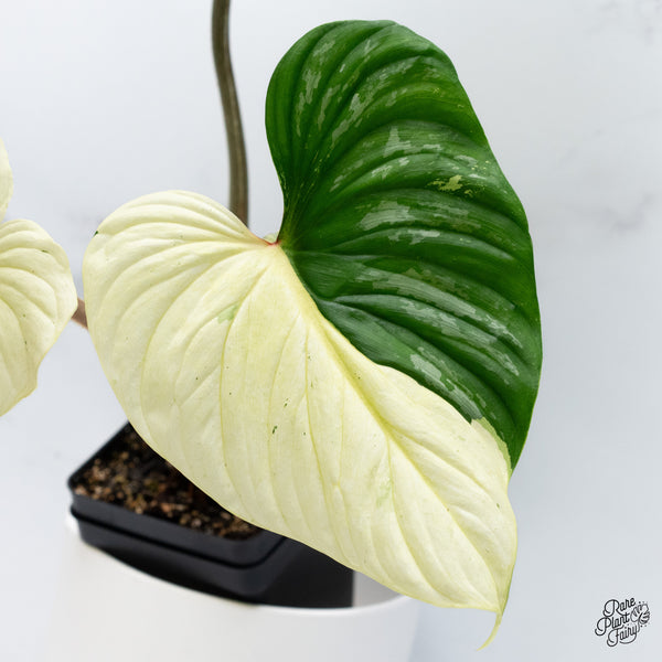 Philodendron Mamei Albo Variegated (wk36-L)