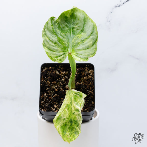 Philodendron Mamei Variegated *Contorted* (wk36-Q)