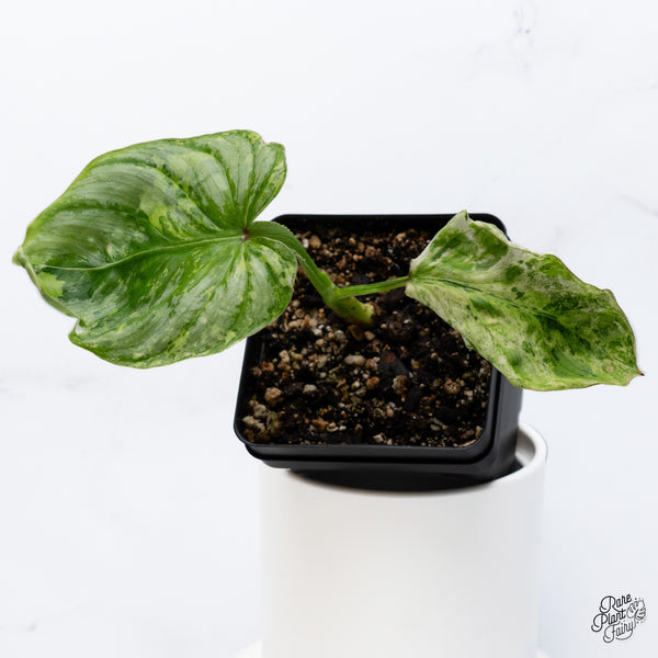 Philodendron Mamei Variegated *Contorted* (wk36-Q)