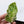 Philodendron Mamei Variegated *Contorted* (wk36-Q)