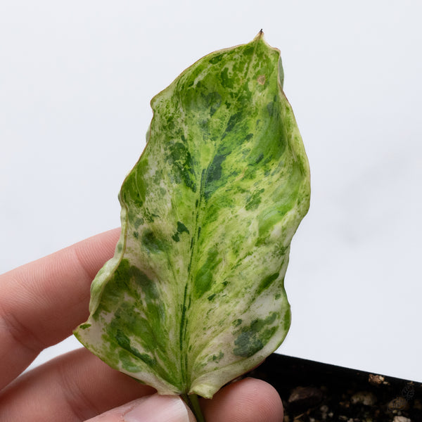 Philodendron Mamei Variegated *Contorted* (wk36-Q)