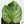 Philodendron Mamei Variegated *Contorted* (wk36-Q)
