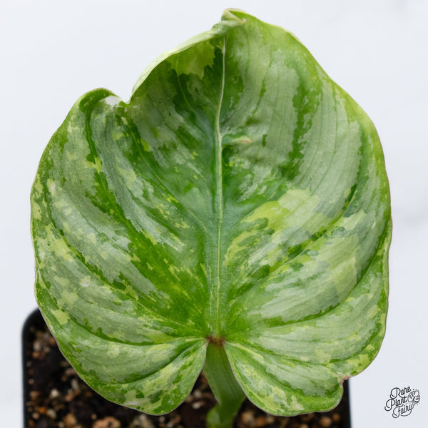 Philodendron Mamei Variegated *Contorted* (wk36-Q)