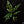 Monstera Obliqua 'Peru' *Grower's Choice*