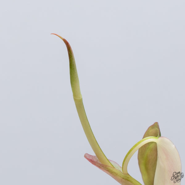 Philodendron Micans Albo/Pink Variegated (wk32-V)