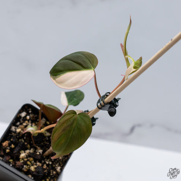 Philodendron Micans Albo/Pink Variegated (wk32-V)