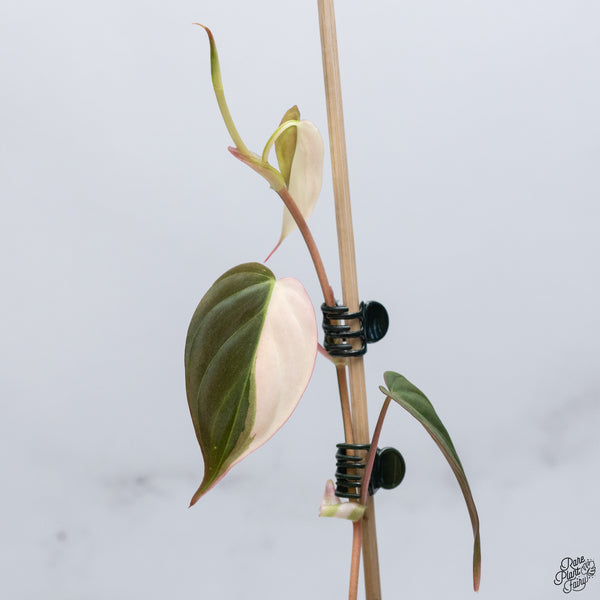 Philodendron Micans Albo/Pink Variegated (wk32-V)