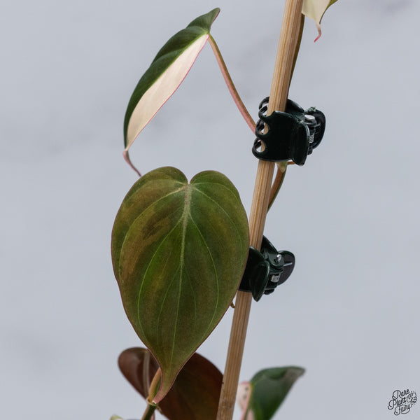 Philodendron Micans Albo/Pink Variegated (wk32-V)