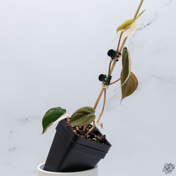 Philodendron Micans Albo/Pink Variegated (wk32-V)
