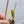 Philodendron Micans Albo/Pink Variegated (wk32-V)