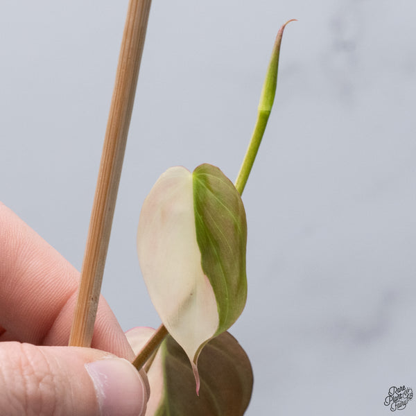 Philodendron Micans Albo/Pink Variegated (wk32-V)