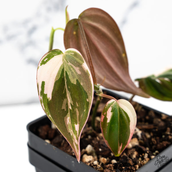 Philodendron Micans Albo/Pink Variegated (wk46-H)