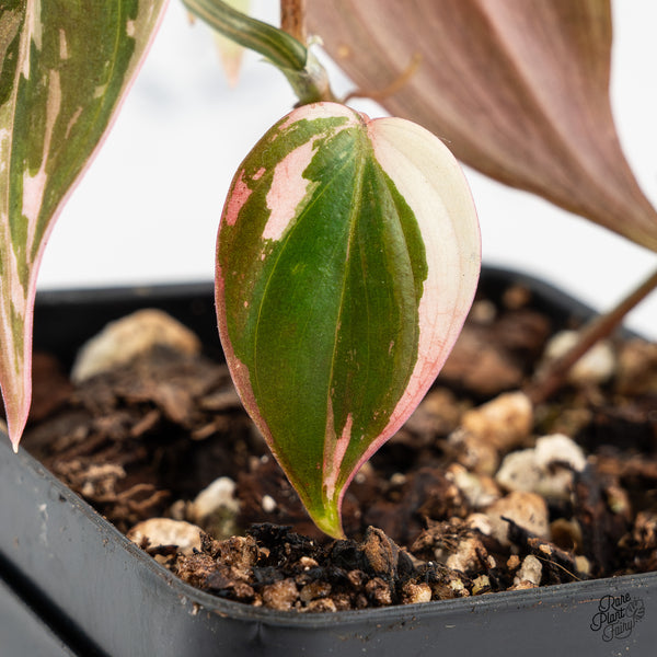 Philodendron Micans Albo/Pink Variegated (wk46-H)