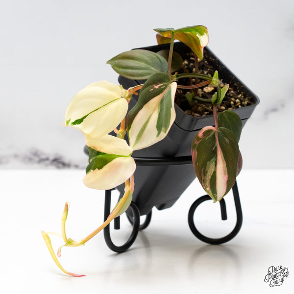 Philodendron Micans Albo/Pink Variegated (wk49-C)