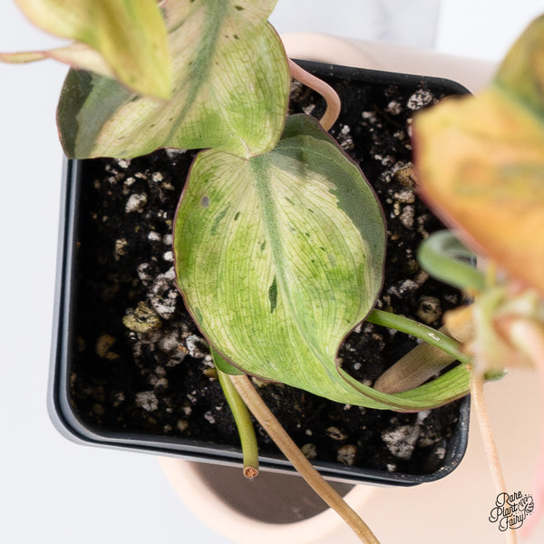 Philodendron Micans Mint Variegated (wk37-A)
