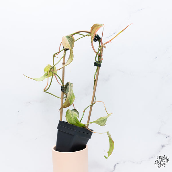 Philodendron Micans Mint Variegated (wk37-A)