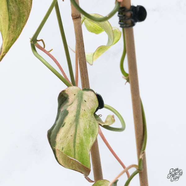 Philodendron Micans Mint Variegated (wk37-A)