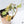 Philodendron Micans Mint Variegated (wk37-A)