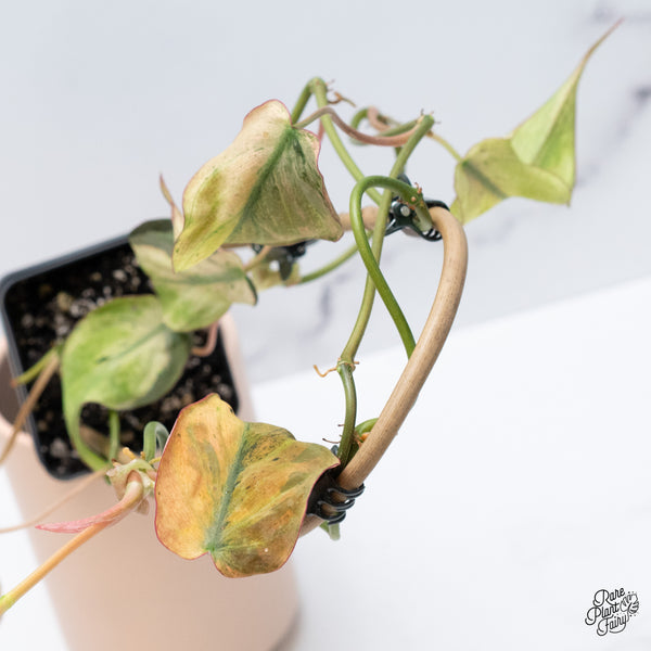 Philodendron Micans Mint Variegated (wk37-A)