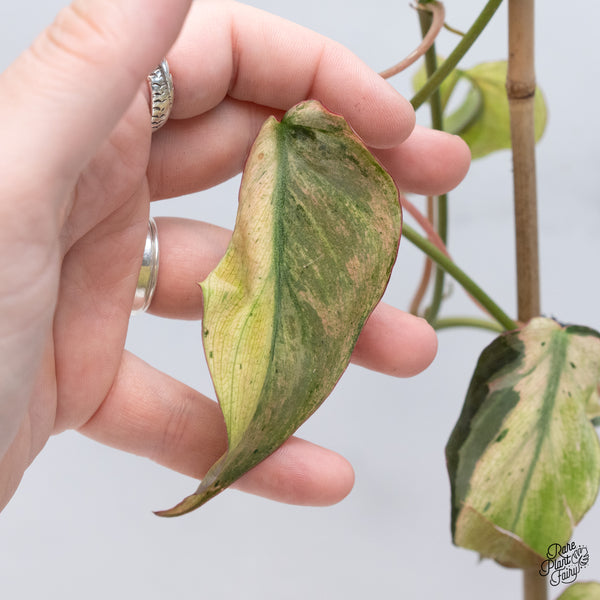 Philodendron Micans Mint Variegated (wk37-A)