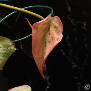 Philodendron micans mint variegated *Grower's Choice*