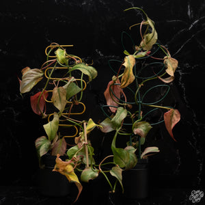 Philodendron micans mint variegated *Grower's Choice*