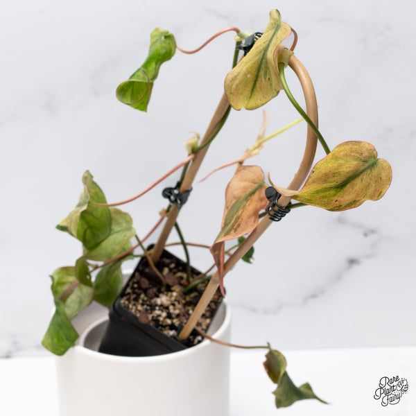 Philodendron Micans Mint Variegated (wk36-D)