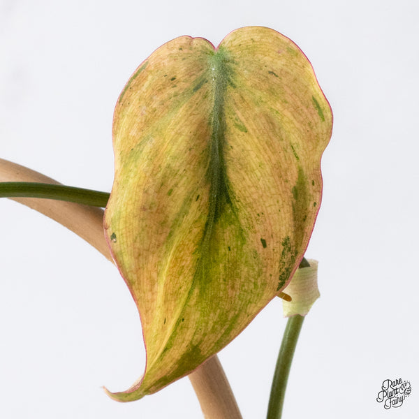 Philodendron Micans Mint Variegated (wk36-D)