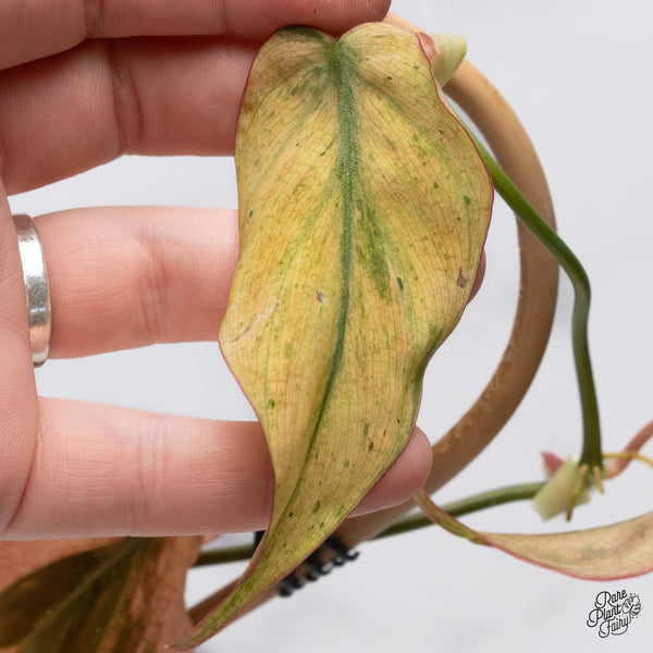 Philodendron Micans Mint Variegated (wk36-D)