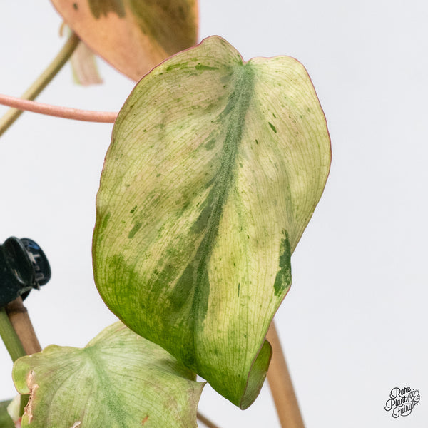 Philodendron Micans Mint Variegated (wk36-D)