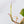 Philodendron Micans Mint Variegated (wk36-D)