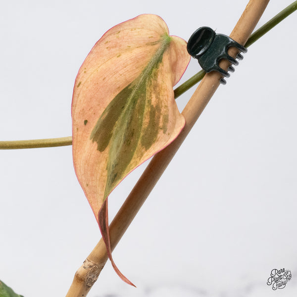 Philodendron Micans Mint Variegated (wk36-D)