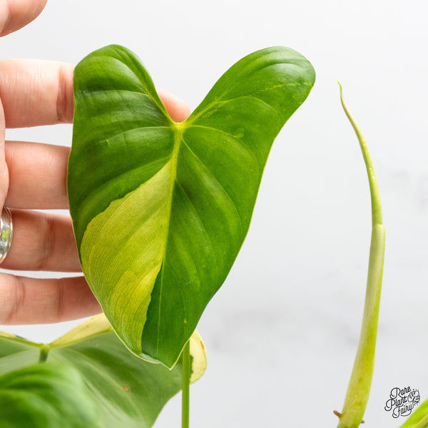 Philodendron Oxapapense Variegated aka "Philodendron sp. Tropicals" (wk50-A)