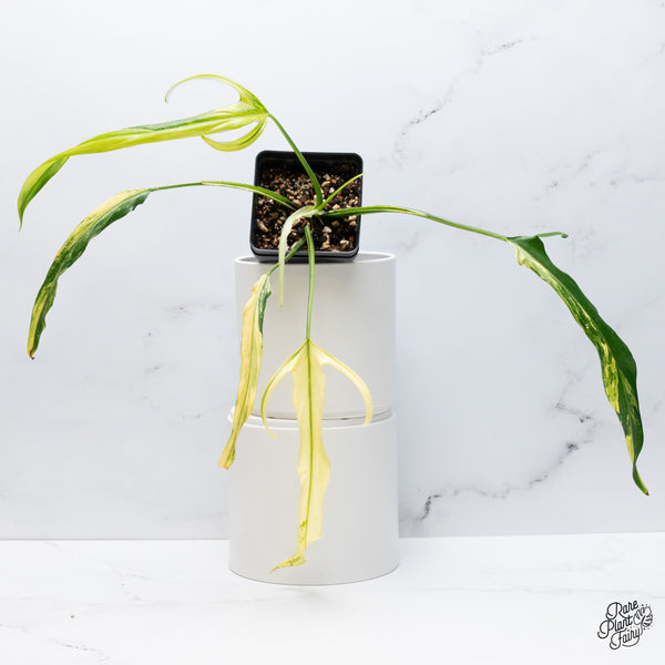 Philodendron Paloraense Variegated (wk36-R)