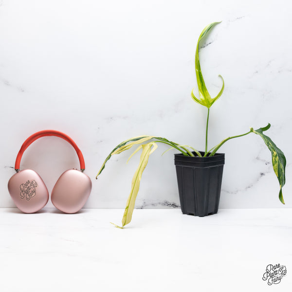 Philodendron Paloraense Variegated (wk36-R)