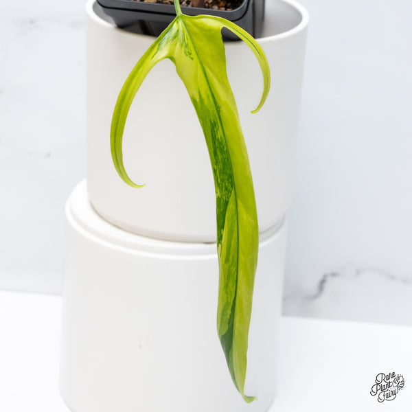 Philodendron Paloraense Variegated (wk36-R)