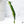 Philodendron Paloraense Variegated (wk36-R)