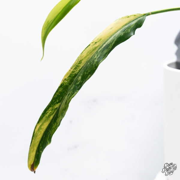Philodendron Paloraense Variegated (wk36-R)