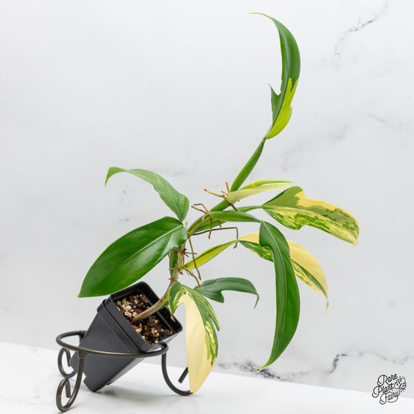 Philodendron Panduriforme Variegated (wk49-UI)