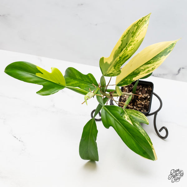 Philodendron Panduriforme Variegated (wk49-UI)